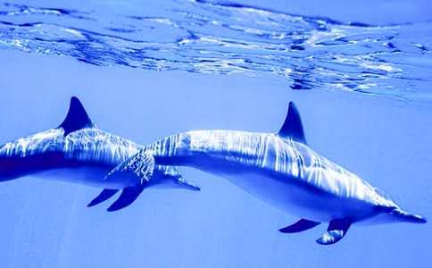 蓝色海豚岛读后感