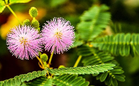 实用的含羞草小学作文