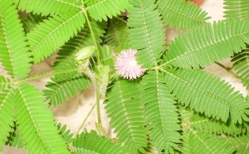 ����ѡ�����߲�Сѧ����300��4ƪ