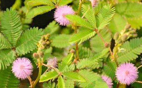 关于含羞草小学作文3篇