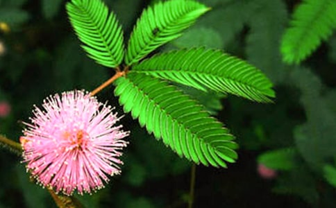 ��ʵ�á����߲�Сѧ����8ƪ