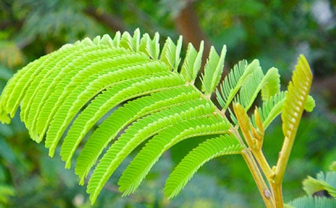 精选含羞草小学作文300字4篇