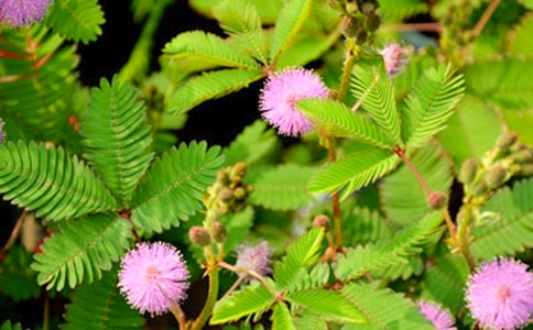 【推荐】含羞草小学作文合集6篇