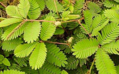 ���Ƽ������߲�Сѧ������ƪ