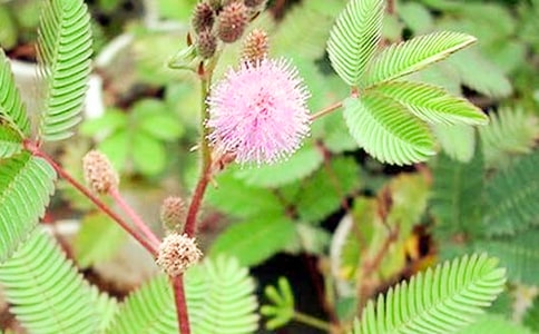 ����ѡ�����߲�Сѧ������ƪ