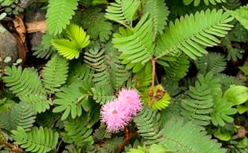 ���ر������߲�Сѧ���İ�ƪ