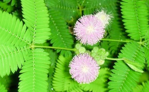 ����ѡ�����߲�Сѧ����4ƪ