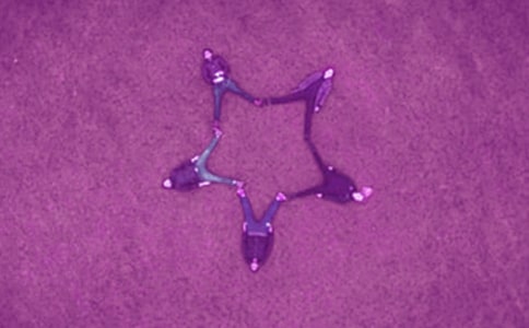 �ҵĺ���Сѧ����4ƪ