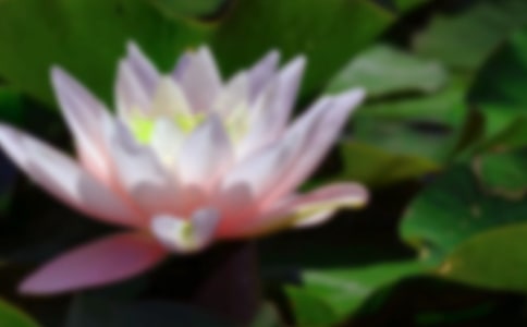 �ɻ�Сѧ����600�ֻ���8ƪ