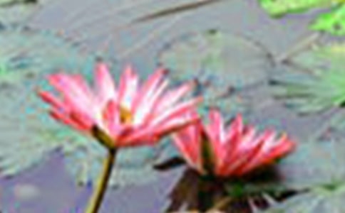 关于荷花小学作文合集十篇