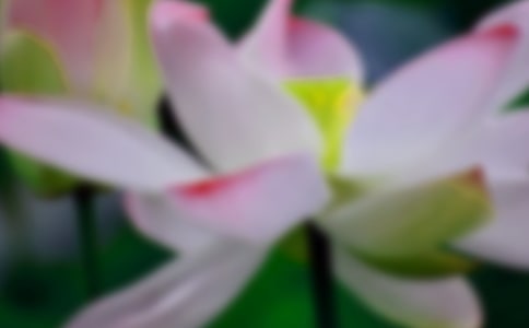 �йغɻ�Сѧ���Ľ�����ƪ