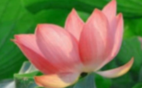 荷花小学作文600字集锦五篇