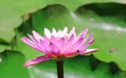 �ɻ�Сѧ����(15ƪ)