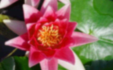 �ɻ�Сѧ����