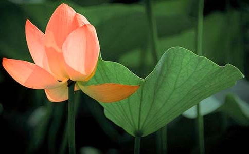 �ɻ�Сѧ����(��ѡ15ƪ)