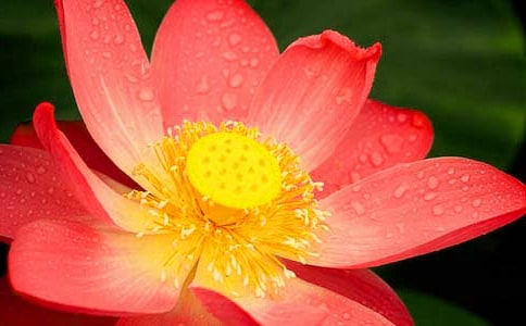 ���Ƽ����ɻ�Сѧ���Ļ�����ƪ