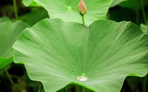 �������ɴ��ĺ�Ҷ����ѧ��˼(15ƪ)