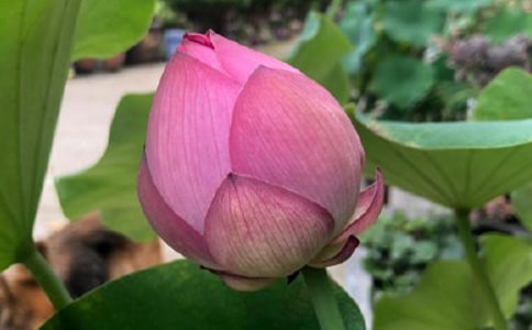 ������Ҷ��������и�