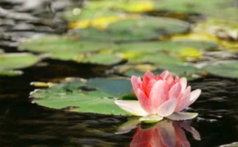 ���ġ����ǰ���ƽ����ѧ��˼