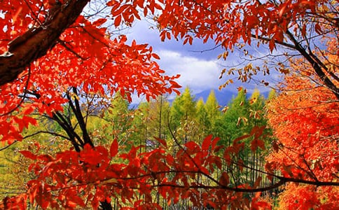 ����������Ҷ�֡������