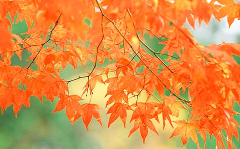 ������ɽ��Ҷ�ľ�����ѡ