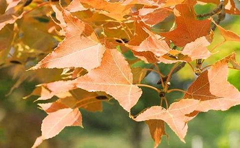 ��Ѫ����Ҷ�������