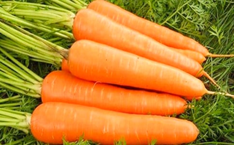 兔子的胡萝卜读后感