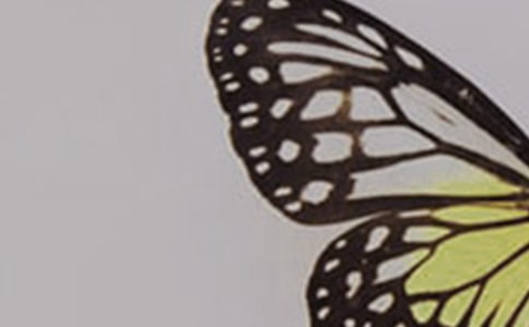 蝴蝶兰小学作文