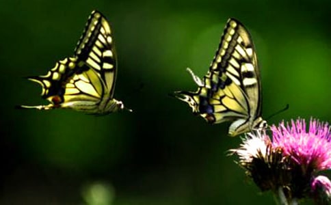 ���������ɡ������