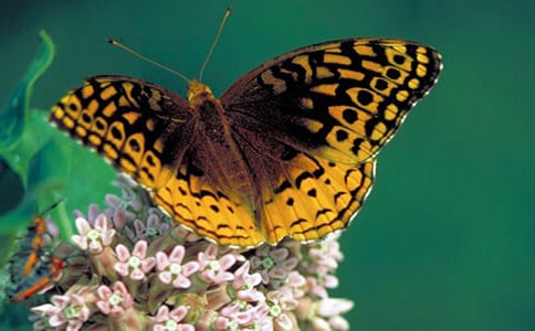 蝴蝶花教学反思