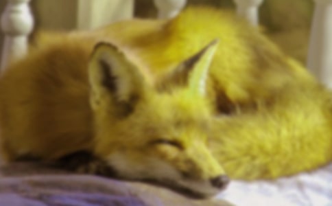 《了不起的狐狸爸爸》读后感【经典15篇】