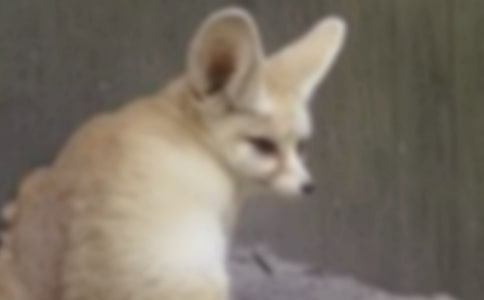 《了不起的狐狸爸爸》读后感(热门)