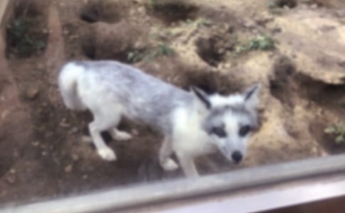 �����Ǻͺ��꡷�����