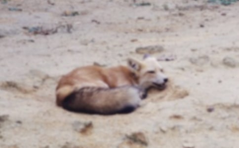 乌鸦和狐狸教学反思