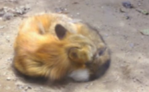 《狐狸和乌鸦》教学反思(15篇)