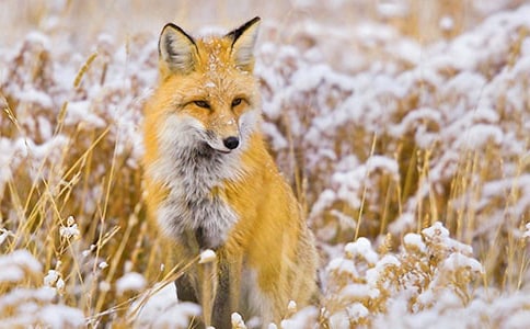 了不起的狐狸爸爸读后感