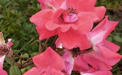 ���ݻ���ľ���18��