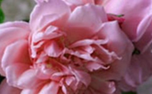 �����������Ļ��䡷�и�