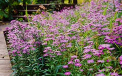 ����ѡ�����˵Ļ�԰��ѧ��˼15ƪ