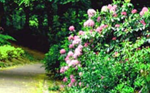 巨人的花园教学反思15篇