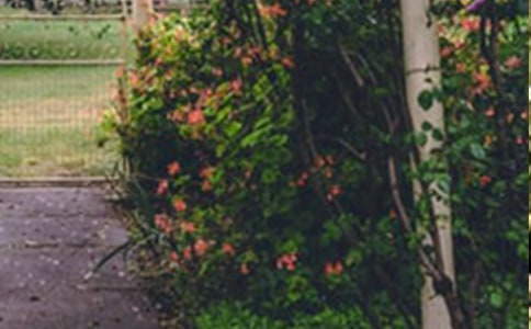 《巨人的花园》读后感