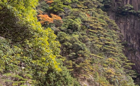 ����ɽ������