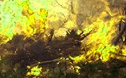 Ԥ�����ֵ��ݽ���