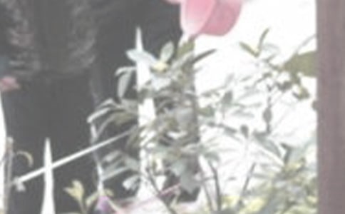 浇花一年级作文