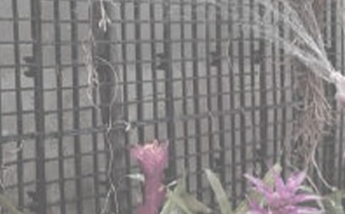 有关三年级浇花作文四篇