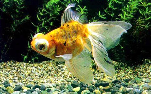 ��д�����Сѧ����