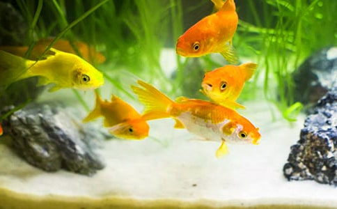 �ɰ��Ľ���Сѧ����