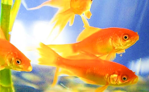 我喜欢金鱼二年级作文(通用31篇)