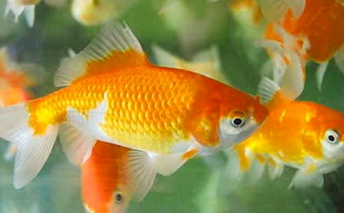 ��ʵ�á�С������꼶������ƪ