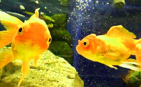 ʵ�õ����꼶����������ƪ